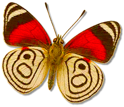 ZWeb Fly